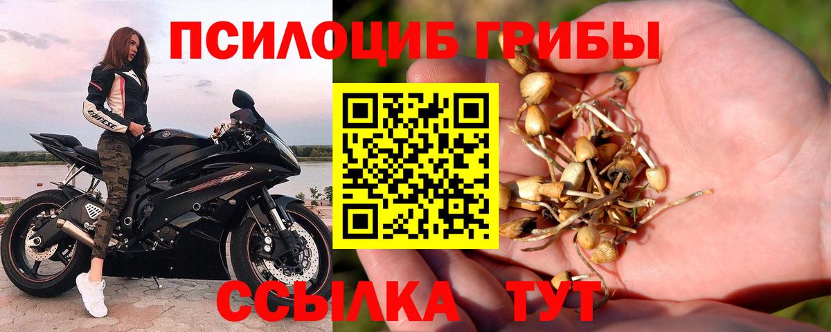 Галлюциногенные грибы Psilocybine cubensis Югорск